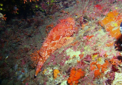 Agenzia/operatore Turistico Il Faro Diving Center